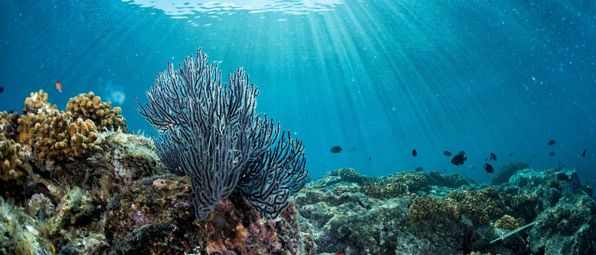 Watch Brands Helping To Save The Oceans