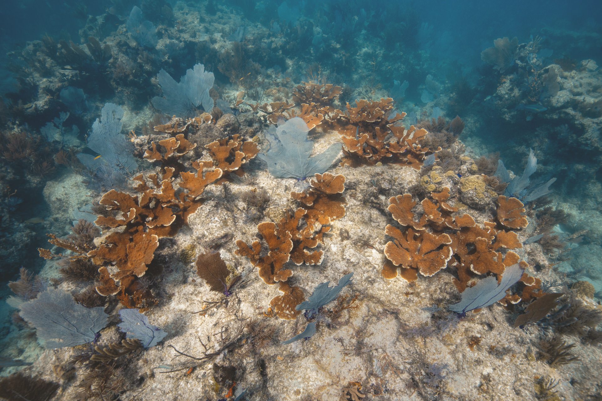 Oris Carysfort Reef Limited Edition