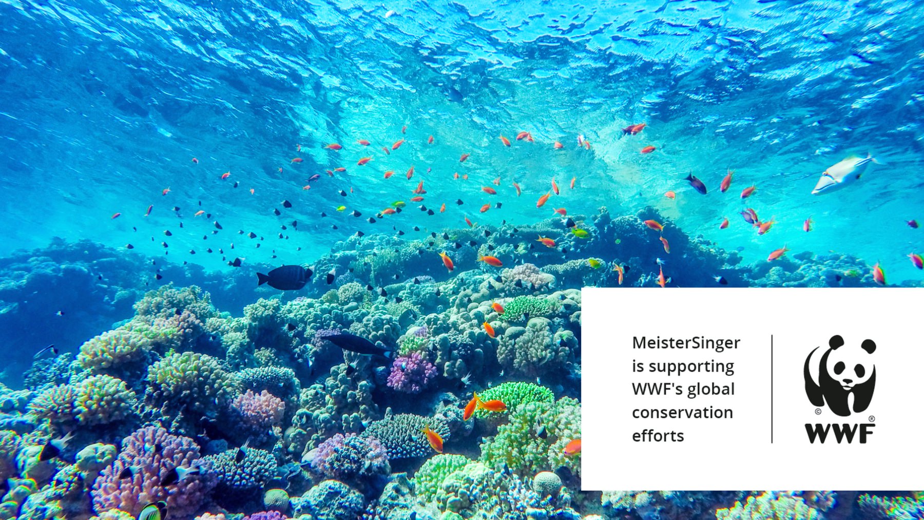 MeisterSinger Planet Earth Limited Edition