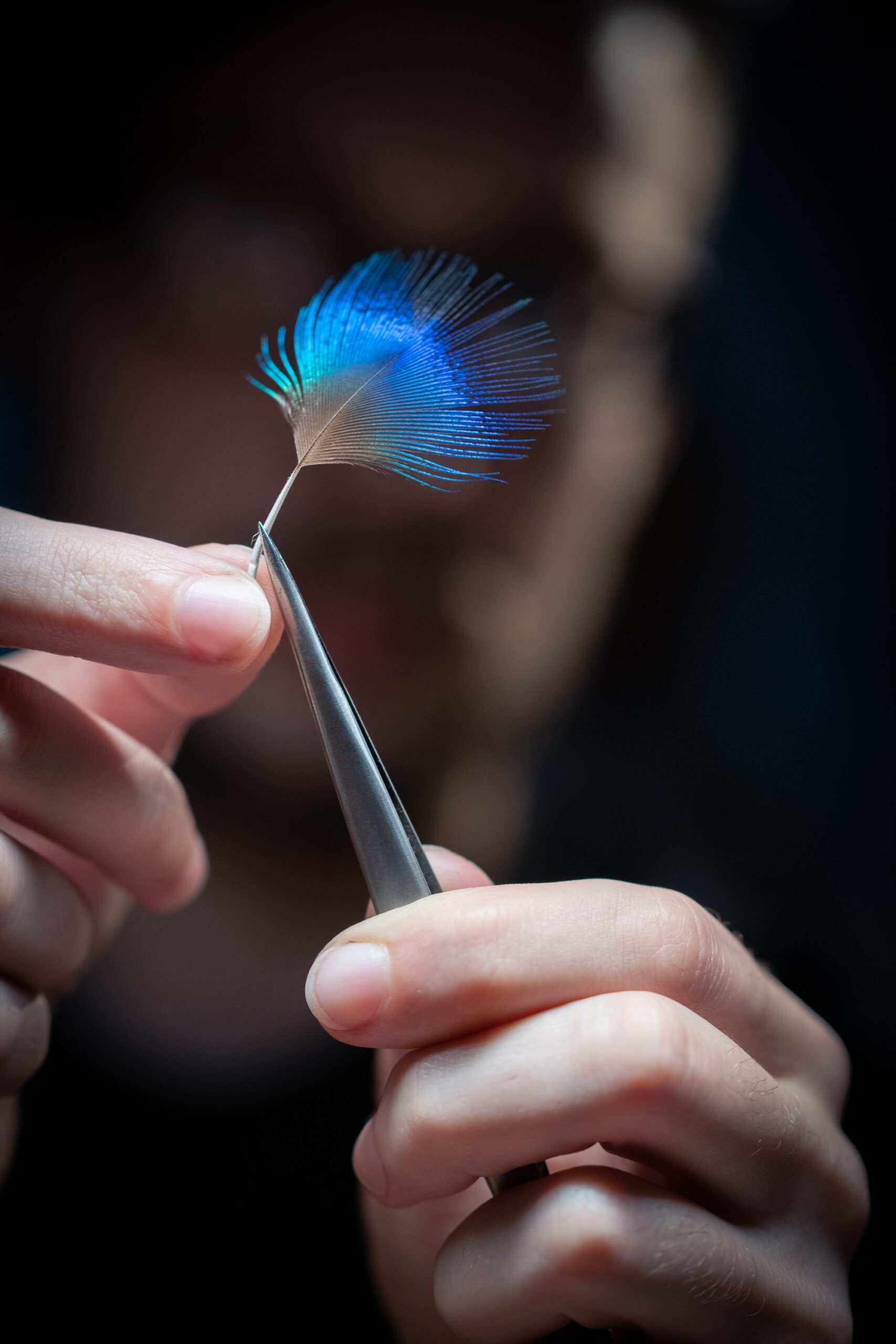 Bvlgari Divas' Dream Peacock Dischi