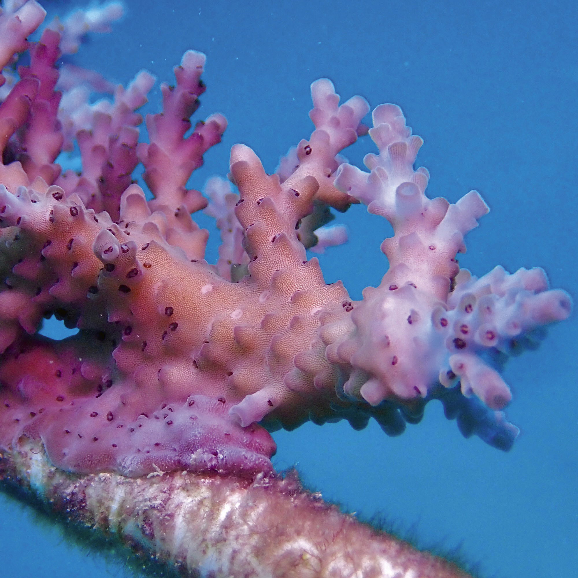 Oris Aquis Great Barrier Reef Limited Edition IV