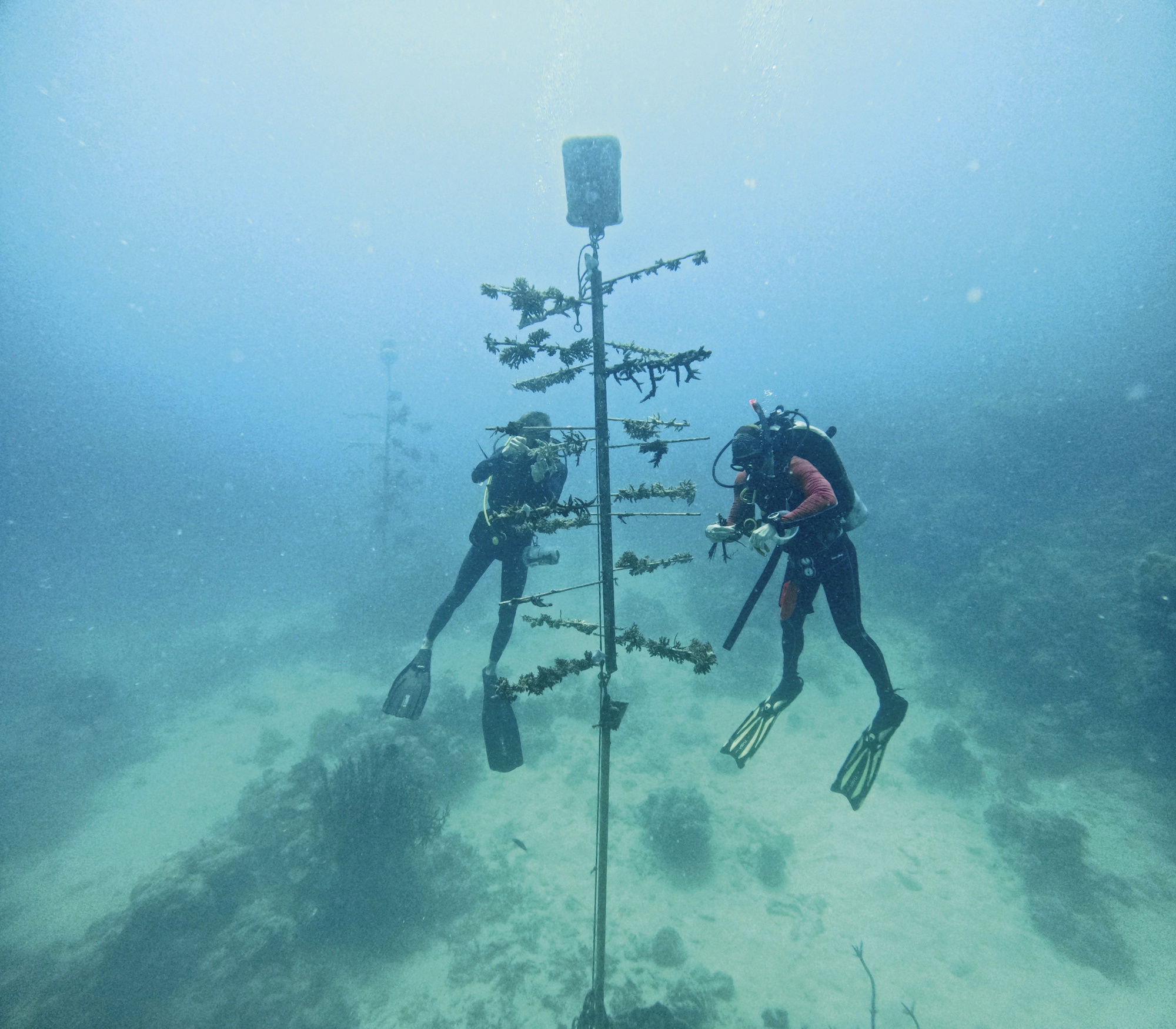 Oris Aquis Great Barrier Reef Limited Edition IV